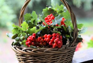 flavonoids