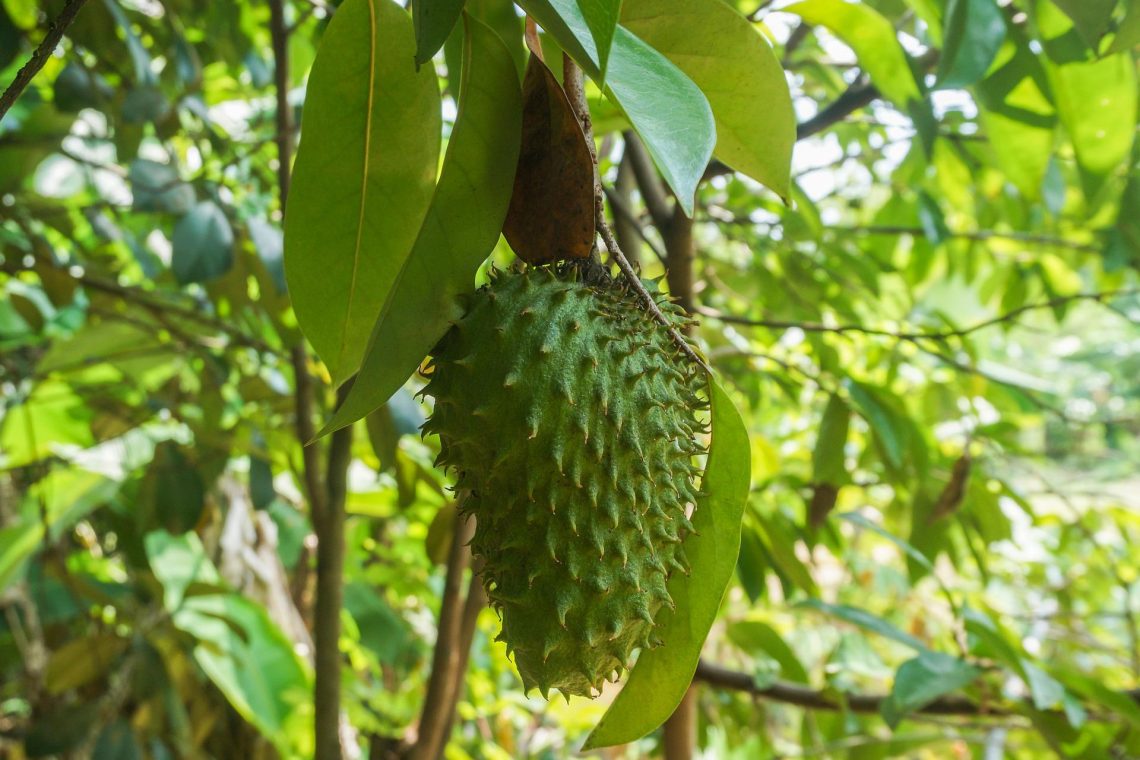 soursop