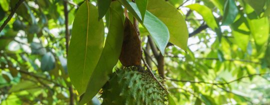 soursop