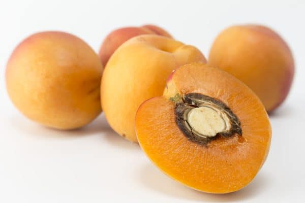 apricot seeds