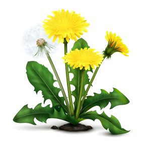 dandelion greens