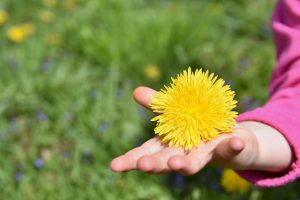 dandelion greens