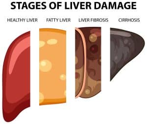 the liver