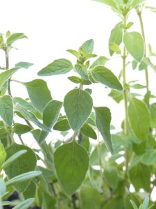 oregano