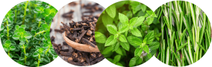 oregano
